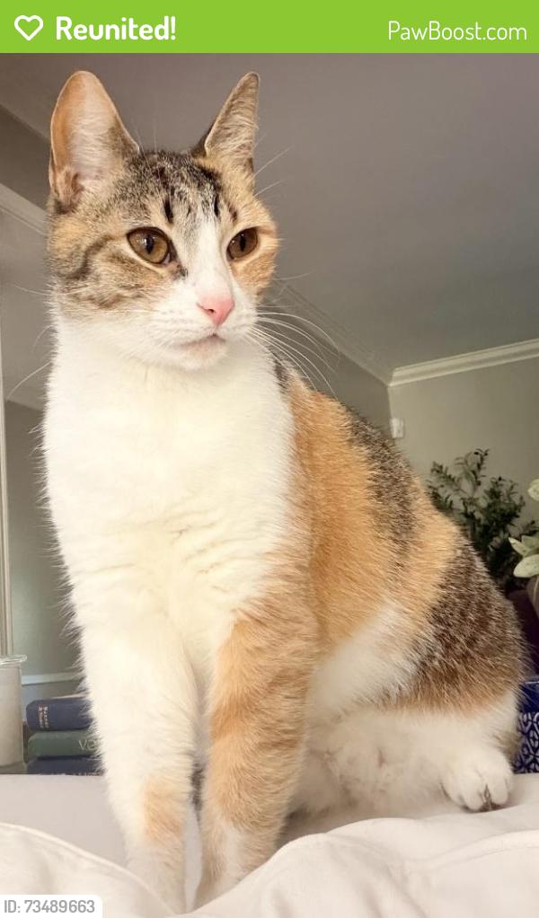 Reunited Female Cat last seen Pheasant Run Dr, Houston, TX 77339, USA, Houston, TX 77339