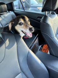 Reunited Male Dog last seen Near DiMaggio dr, Raleigh, NC 27616
