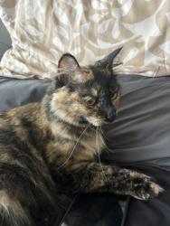 Lost Female Cat last seen La cresta, Dana Point, CA 92629
