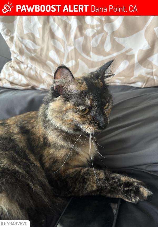 Lost Female Cat last seen La cresta, Dana Point, CA 92629