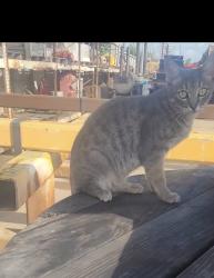 Lost Female Cat last seen Spotted Oak Drive, Harris County, TX 77447