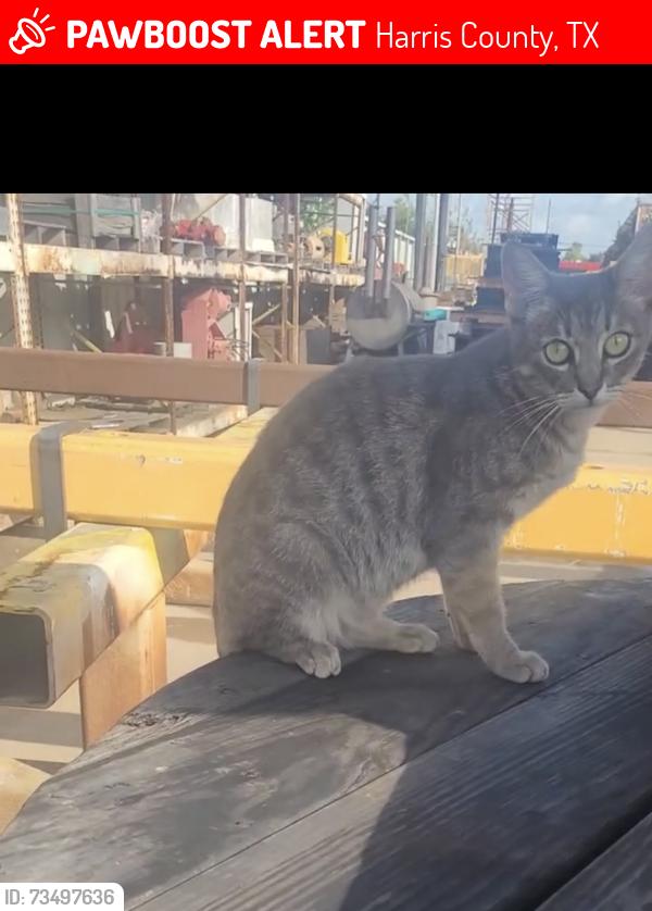 Lost Female Cat last seen Spotted Oak Drive, Harris County, TX 77447