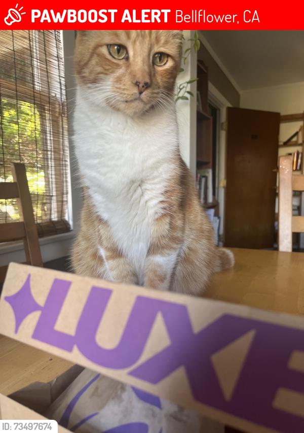 Lost Male Cat last seen Tabuco and california, Bellflower, CA 90706