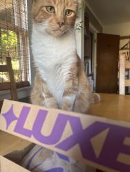 Lost Male Cat last seen Tabuco and california, Bellflower, CA 90706