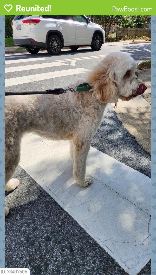 Reunited Female Dog last seen Cherry Hill rd and North Stafford, Arlington, VA 22207