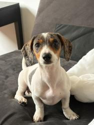Lost Female Dog last seen Alameda prudente de Moraes, Curitiba, PR 