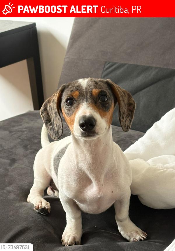 Lost Female Dog last seen Alameda prudente de Moraes, Curitiba, PR 