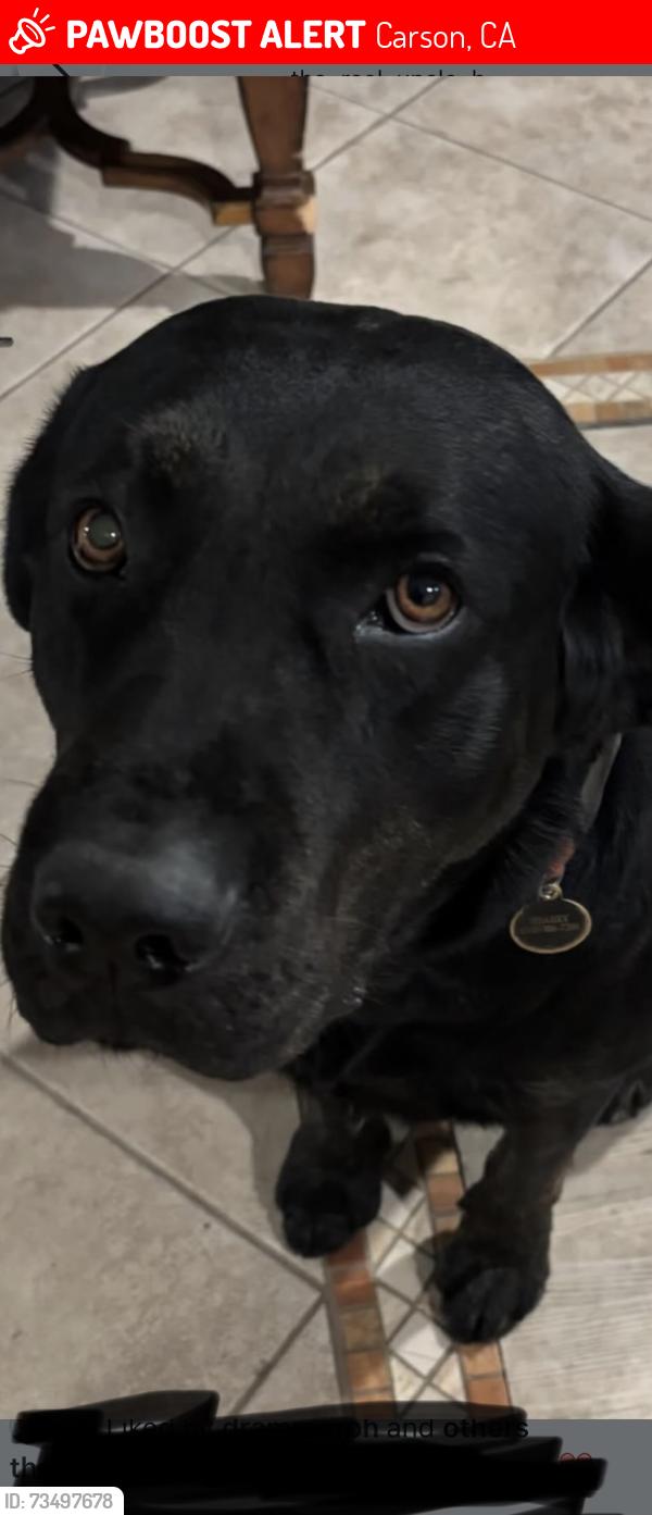 Lost Male Dog last seen Dolores and Main, Carson, CA 90745