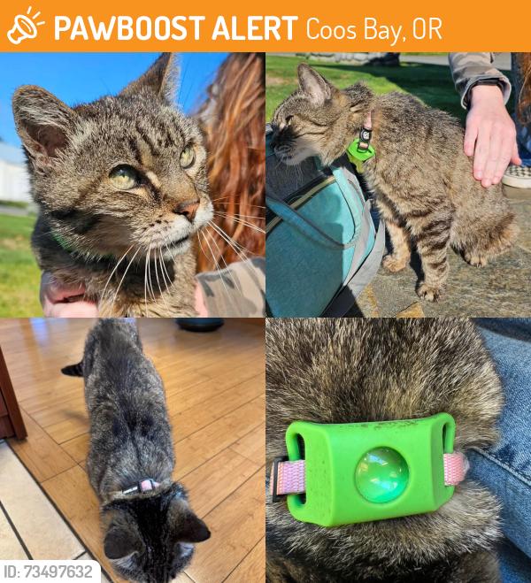 Found/Stray Female Cat last seen South 5th Street Coos Bay Coos Bay OR 97420, Coos Bay, OR 97420