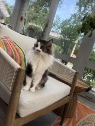 Reunited Female Cat last seen Madison lane/Madison Rd, Cincinnati, OH 45208