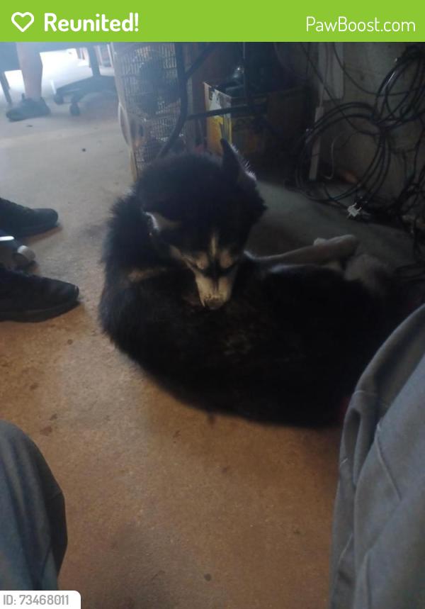 Reunited Female Dog last seen Horseshoe, Fayetteville, NC 28303