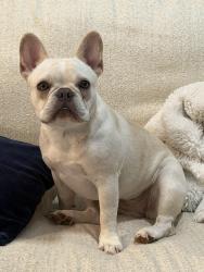 Lost Female Dog last seen Broadfoot, Fayetteville, NC 28305