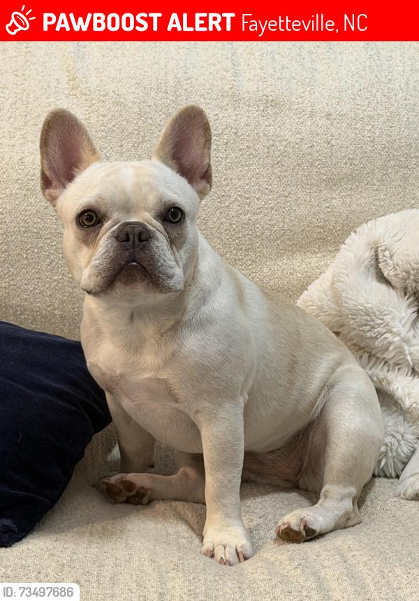Lost Female Dog last seen Broadfoot, Fayetteville, NC 28305