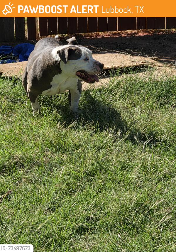 Found/Stray Male Dog last seen Erskine and Quaker near the college, Lubbock, TX 79416