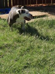 Found/Stray Male Dog last seen Erskine and Quaker near the college, Lubbock, TX 79416