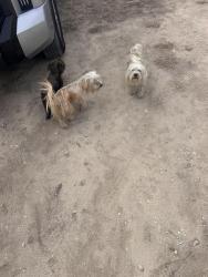 Found/Stray Unknown Dog last seen Near south by ww white rd, San Antonio, TX 78210