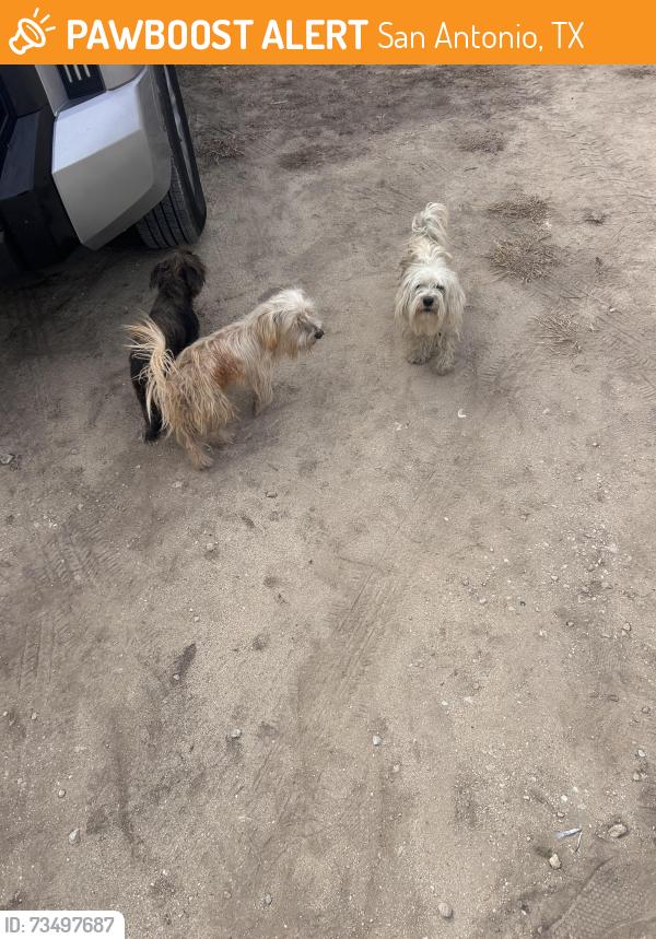 Found/Stray Unknown Dog last seen Near south by ww white rd, San Antonio, TX 78210