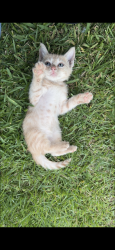 Lost Male Cat last seen near nobles transmission, Tyler, TX 75704
