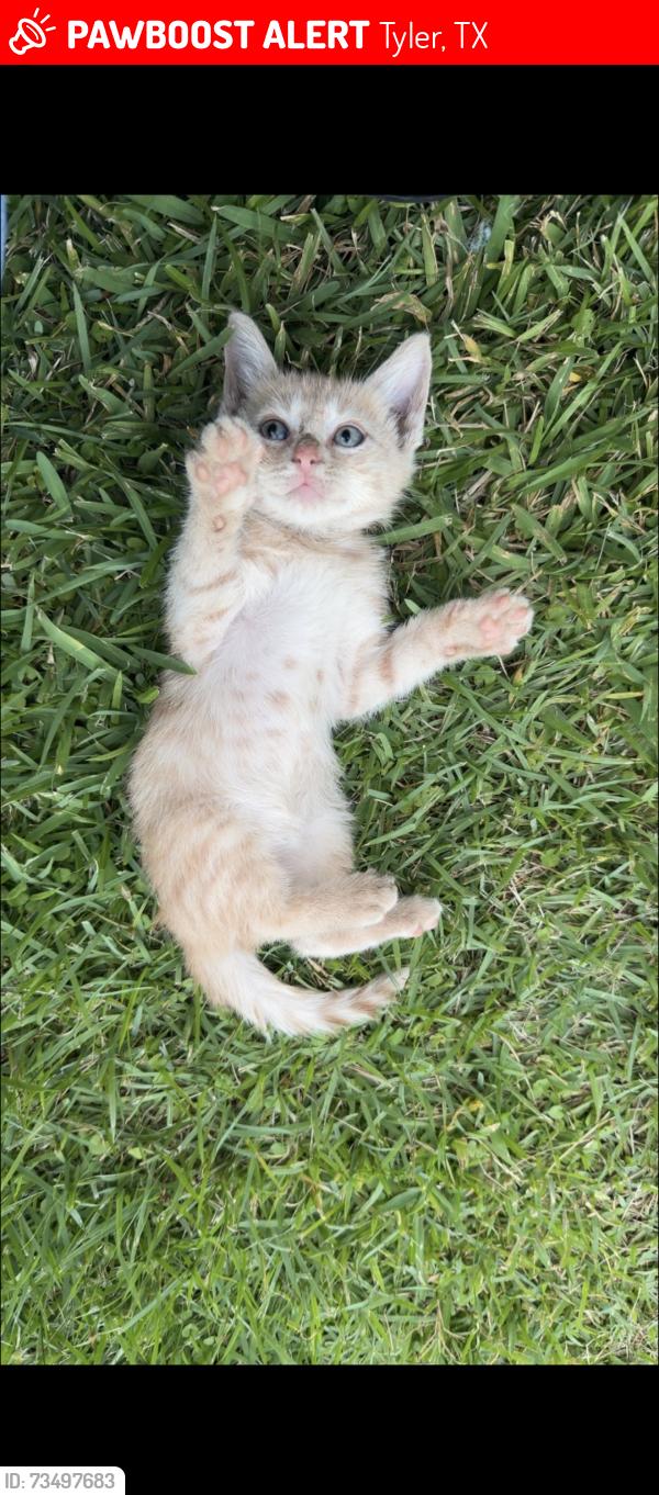 Lost Male Cat last seen near nobles transmission, Tyler, TX 75704