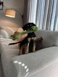 Lost Male Dog last seen Christopher Todd McDowell, Avondale, AZ 85392