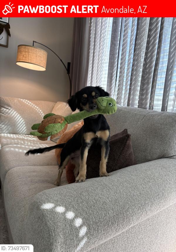 Lost Male Dog last seen Christopher Todd McDowell, Avondale, AZ 85392