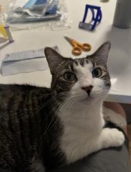 Lost Female Cat last seen 55th street and raytown road, Raytown, MO 64133