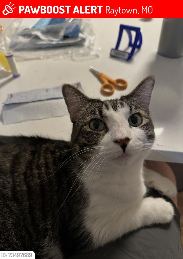 Lost Female Cat last seen 55th street and raytown road, Raytown, MO 64133