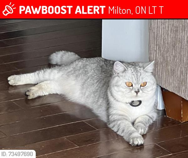 Lost Male Cat last seen Savoline, Milton, ON L9T 7T8