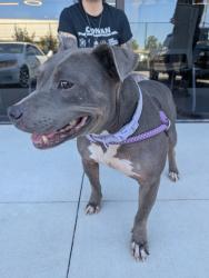 Shelter Stray Female Dog last seen Near Rugby Lane, College Park, GA, 1251 Fulton Industrial Blvd NW, Atlanta, GA 30336, USA