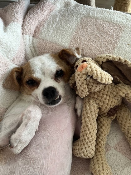 Shelter Stray Female Dog last seen 43rd St and Sterling Rd, KCMO, 64129, 64129, MO, 7077 Elmwood Ave, Kansas City, MO 64132, USA