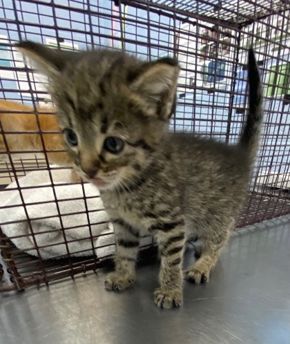 Shelter Stray Female Cat last seen Near 6th Pl., IRC AC, FL, 6230 77th St, Vero Beach, FL 32967, USA