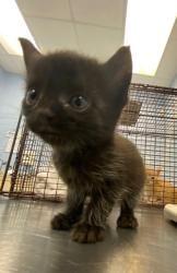 Shelter Stray Female Cat last seen Near 6th Pl., IRC AC, FL, 6230 77th St, Vero Beach, FL 32967, USA
