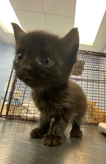 Shelter Stray Female Cat last seen Near 6th Pl., IRC AC, FL, 6230 77th St, Vero Beach, FL 32967, USA