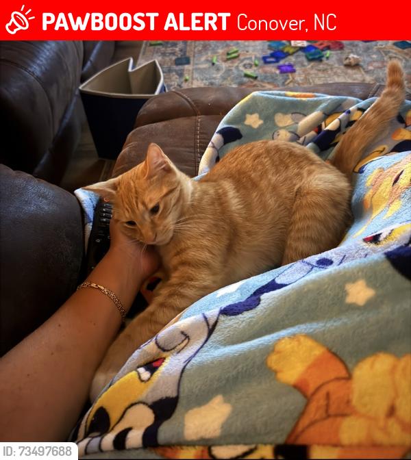Lost Male Cat last seen Brentwood neighborhood in Conover, Conover, NC 28613