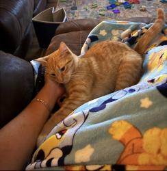 Lost Male Cat last seen Brentwood neighborhood in Conover, Conover, NC 28613
