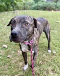 Shelter Stray Male Dog last seen Near PANOLA ROAD Lithonia, 30058, 30058, GA, 3280 Chamblee Dunwoody Rd, Chamblee, GA 30341, USA