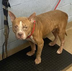 Shelter Stray Male Dog last seen Near Silver Hill Rd, 30087, GA, 3280 Chamblee Dunwoody Rd, Chamblee, GA 30341, USA