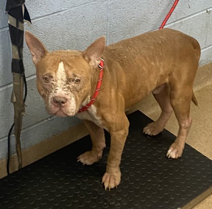 Shelter Stray Male Dog last seen Near Silver Hill Rd, 30087, GA, 3280 Chamblee Dunwoody Rd, Chamblee, GA 30341, USA