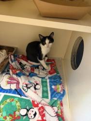 Shelter Stray Female Cat last seen Near Embarcadero Dr Apt 273 Lithonia GA 30058, 30058, GA, 3280 Chamblee Dunwoody Rd, Chamblee, GA 30341, USA
