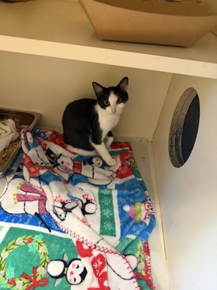 Shelter Stray Female Cat last seen Near Embarcadero Dr Apt 273 Lithonia GA 30058, 30058, GA, 3280 Chamblee Dunwoody Rd, Chamblee, GA 30341, USA