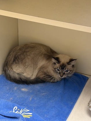 Shelter Stray Female Cat last seen Near Peachtree Ind Blvd, 30360, GA, 3280 Chamblee Dunwoody Rd, Chamblee, GA 30341, USA