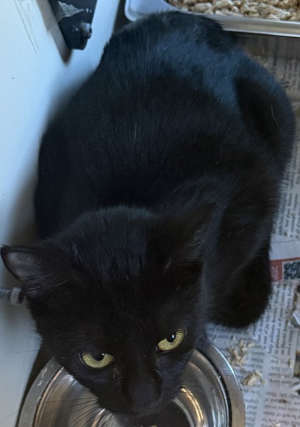Shelter Stray Female Cat last seen Near Valley Bluff Dr, 30340, GA, 3280 Chamblee Dunwoody Rd, Chamblee, GA 30341, USA