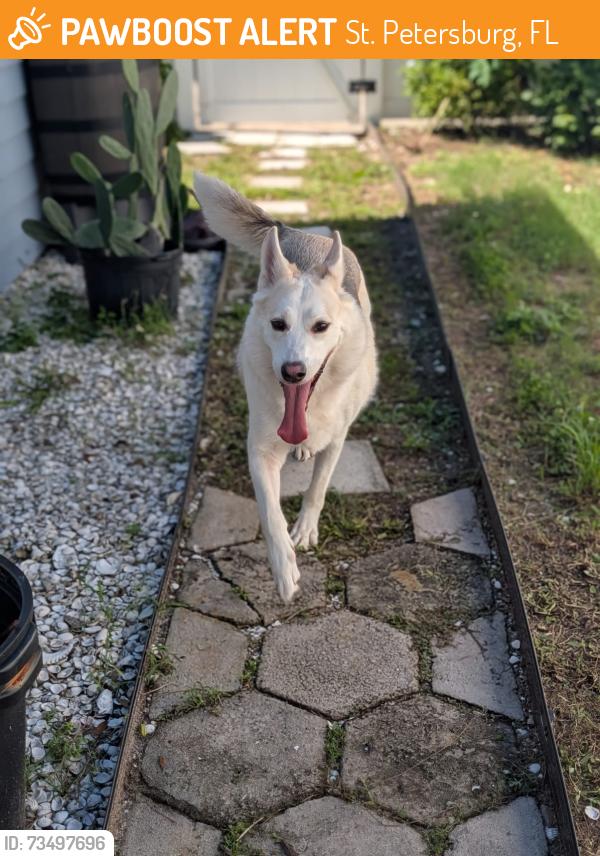 Found/Stray Male Dog last seen Near 46th St N, Saint Petersburg FL 33714, St. Petersburg, FL 33714