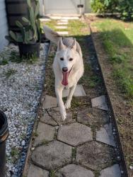 Found/Stray Male Dog last seen Near 46th St N, Saint Petersburg FL 33714, St. Petersburg, FL 33714