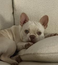 Lost Male Dog last seen Broadfoot Avenue, Fayetteville, NC 28305