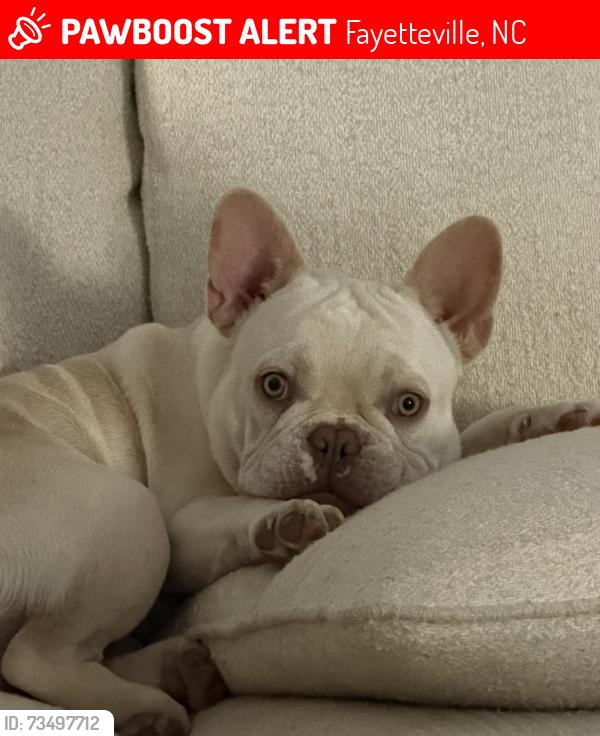 Lost Male Dog last seen Broadfoot Avenue, Fayetteville, NC 28305