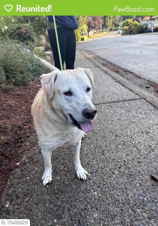 Reunited Male Dog last seen Tolt Pipeline Trail High Woodlands, Bothell, WA 98011