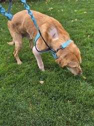 Reunited Male Dog last seen Lockhart, Holladay, UT 84124