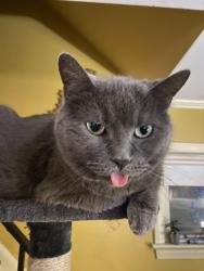 Reunited Male Cat last seen West Blvd/Almira, Cleveland, OH 44111