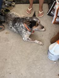 Reunited Male Dog last seen Highway 87, Fayetteville, NC 28306